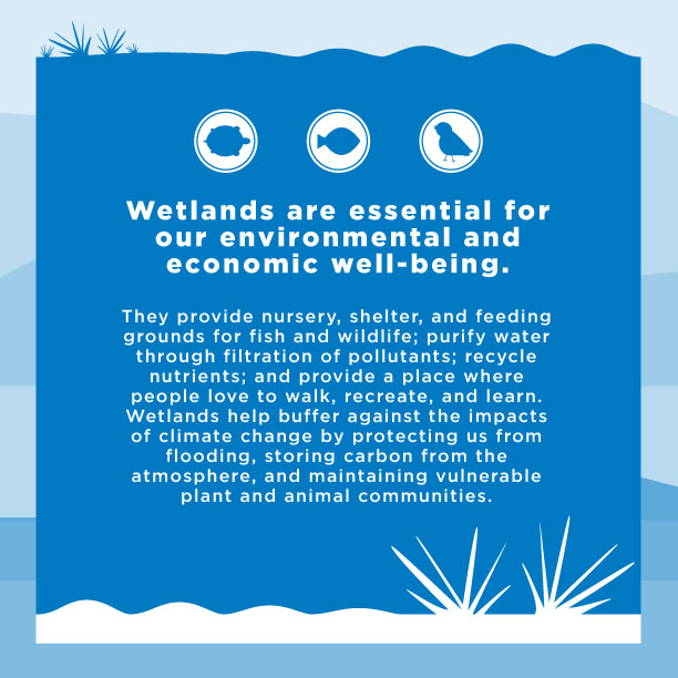 Wetlands Are Essential