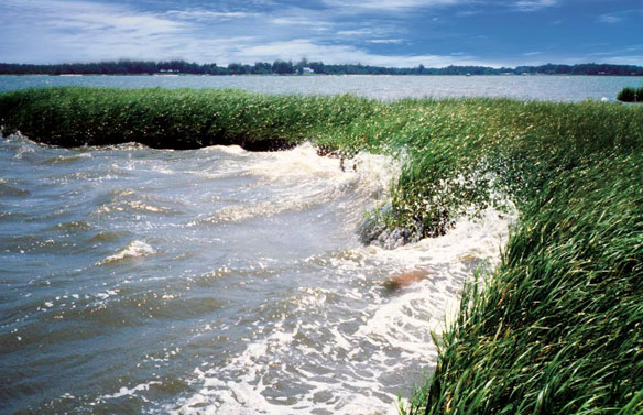 Coastal wetlands can serve as sea level rise buffers